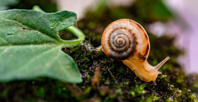 escargot aquarium