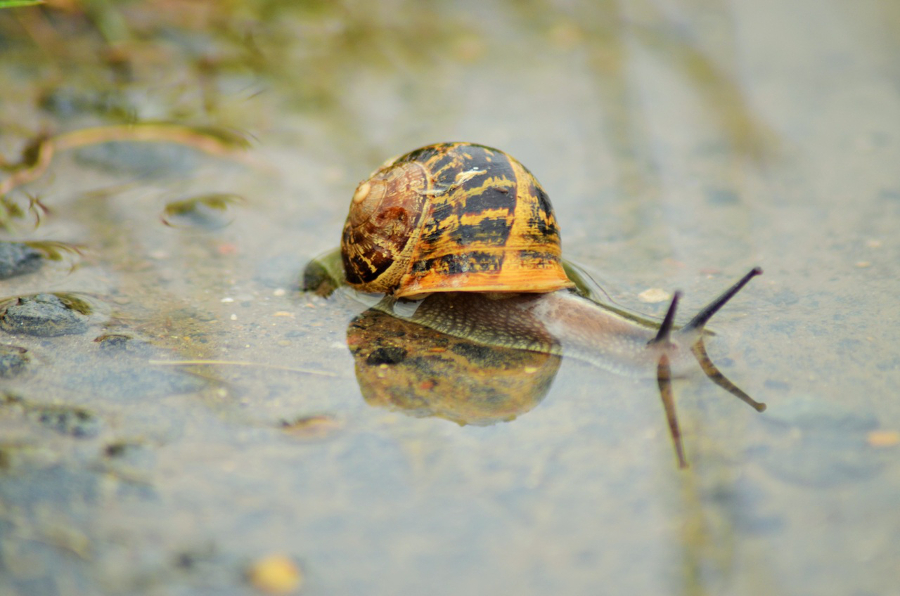 escargot d'eau douce