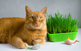 herbe à chat