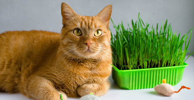 herbe à chat