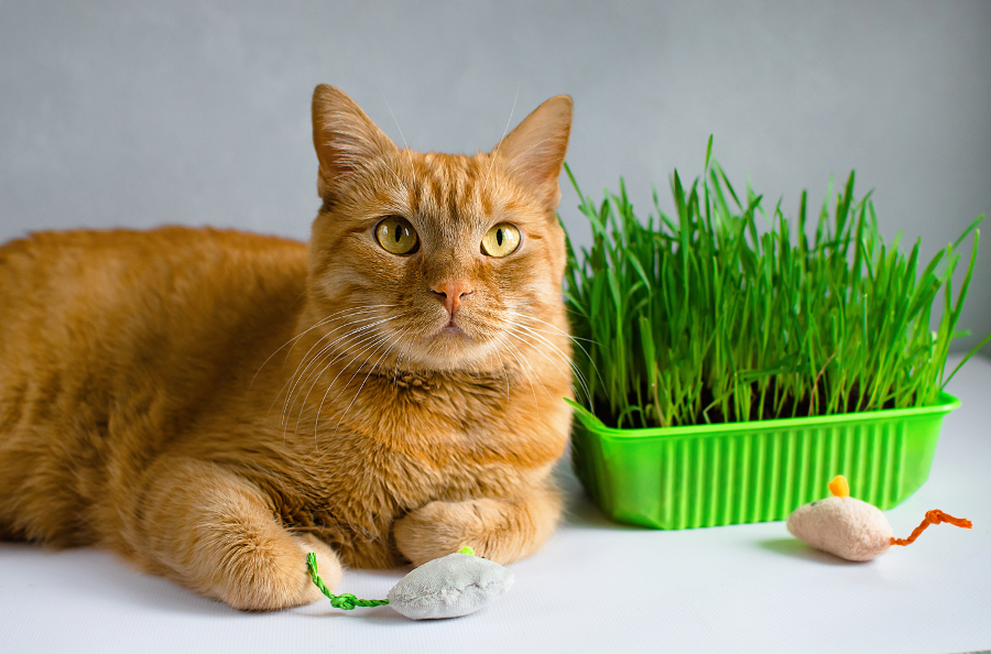 Herbe à chat : 5 choses à savoir ! - Blog