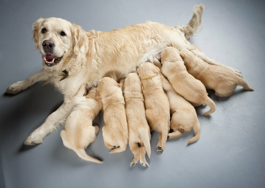 Phéromones anti-stress pour chiens