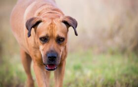 Boerboel