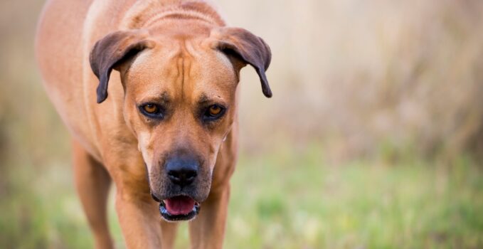 Boerboel