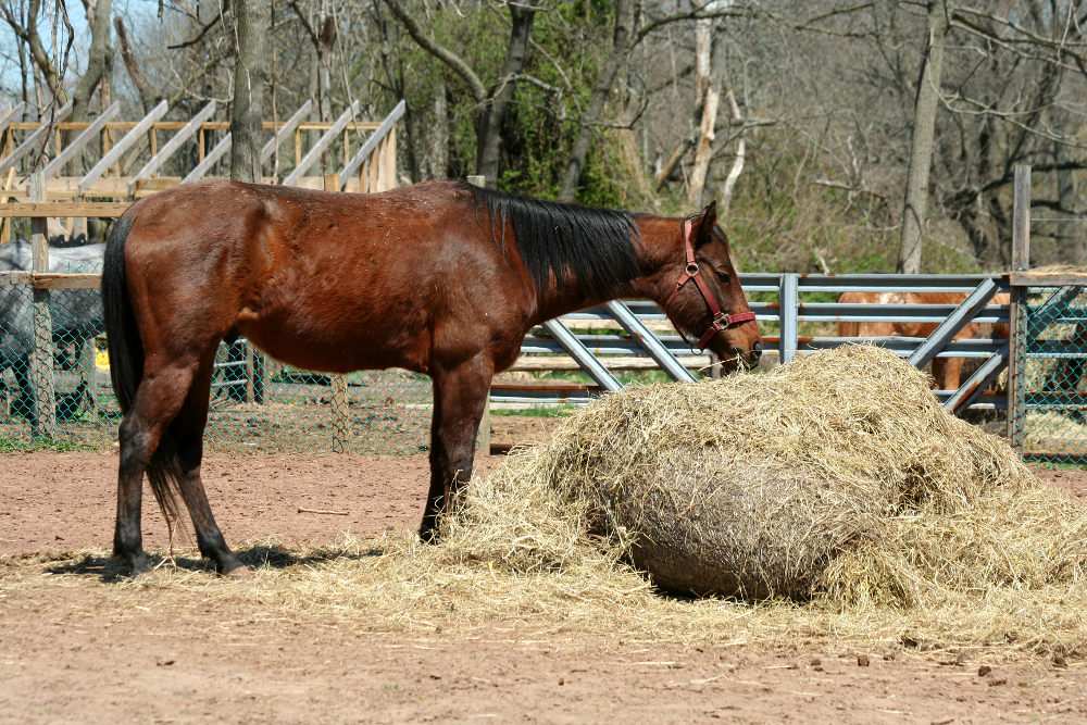 aliment cheval