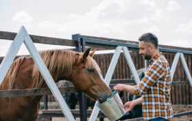 alimentation cheval