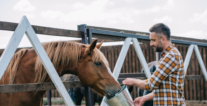 alimentation cheval