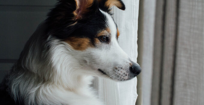 anxiété chien