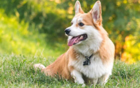 caractère corgi