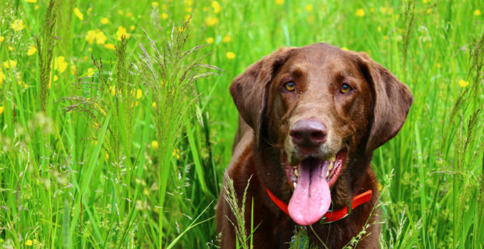 chien chasse