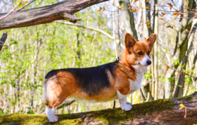 chien corgi