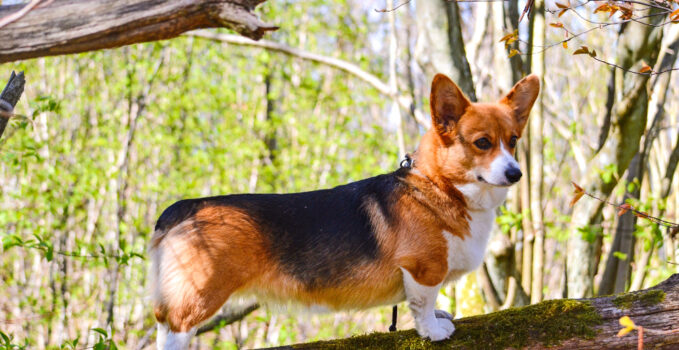 chien corgi