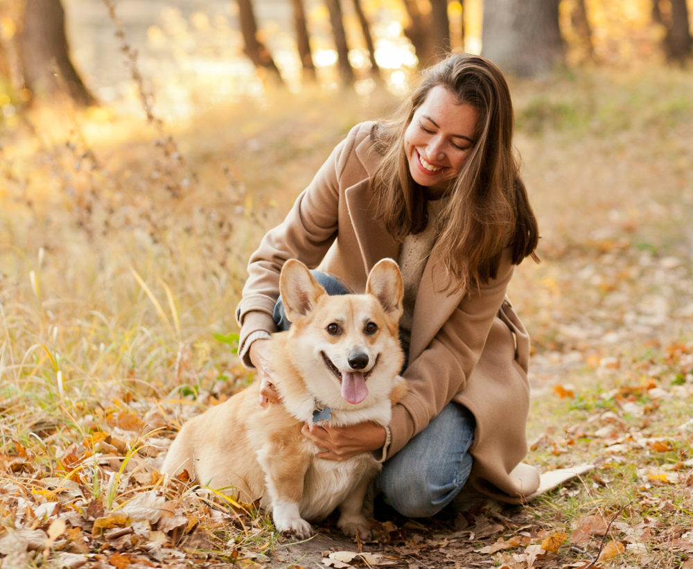 corgi welsh pembroke