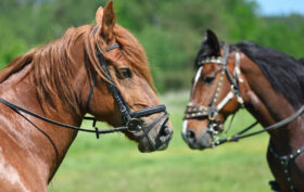 filet pour cheval