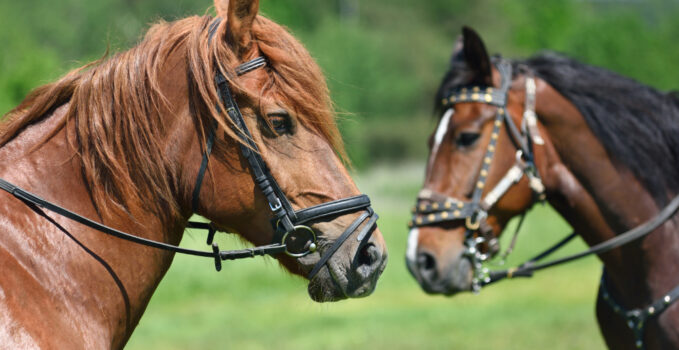 filet pour cheval