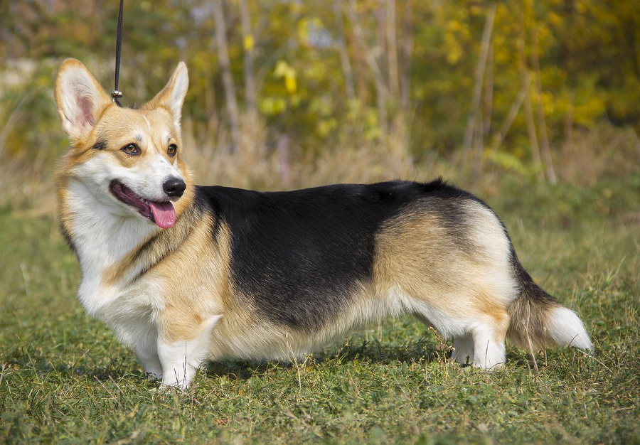 corgi galés pembrok
