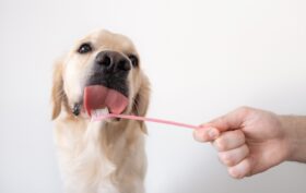 Dentifrice pour chien