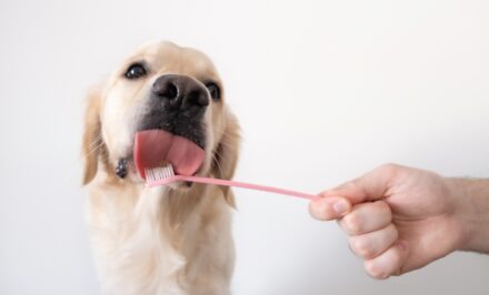 Dentifrice pour chien