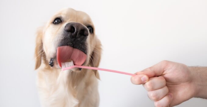 Dentifrice pour chien