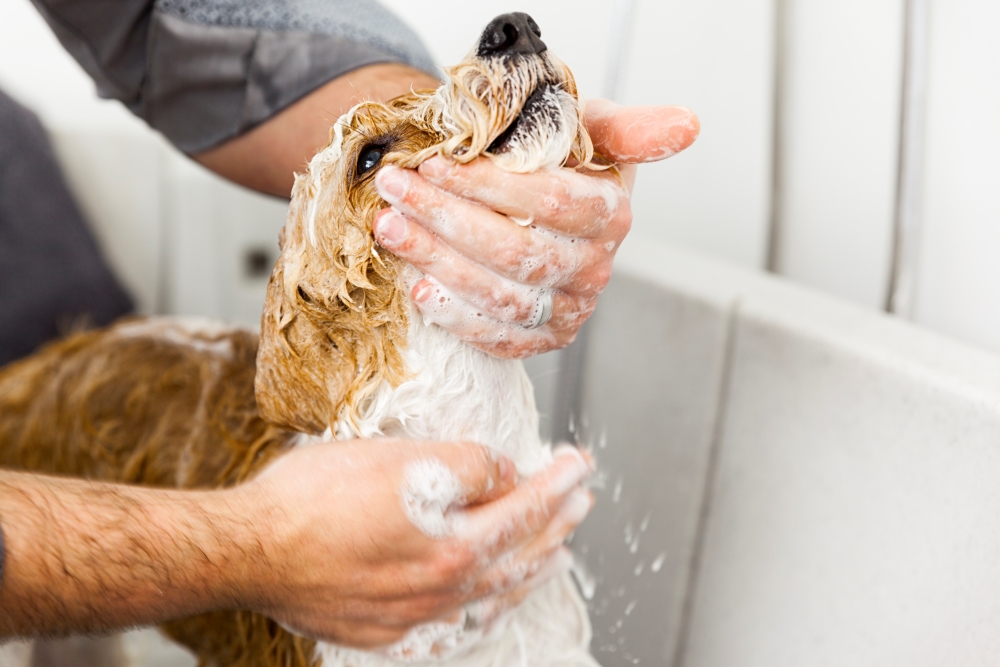 Shampoing pour chien