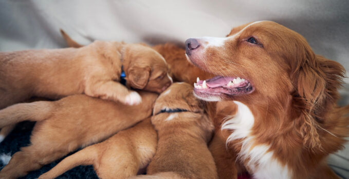 gestation chienne