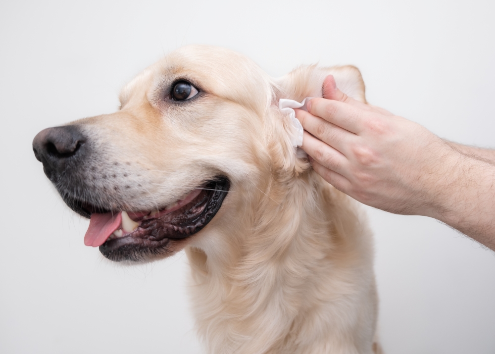 Comment nettoyer les oreilles de son chien ?
