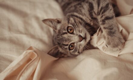 La Priere Du Chat Les Prieres De Protection De Guerison Et De Deces