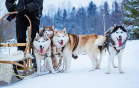 chien traîneaux