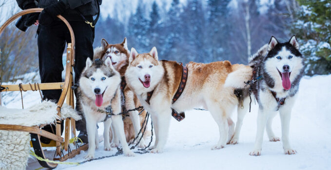 chien traîneaux