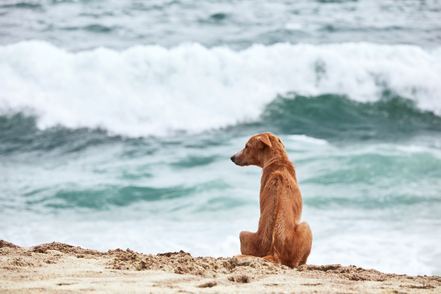 disparition animal