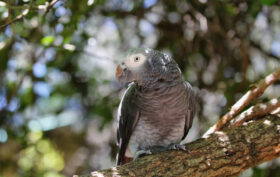 perroquet parleur