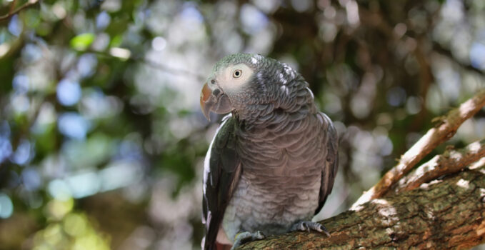 perroquet parleur