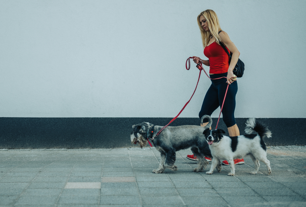 travail avec animaux