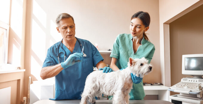 assistant vétérinaire