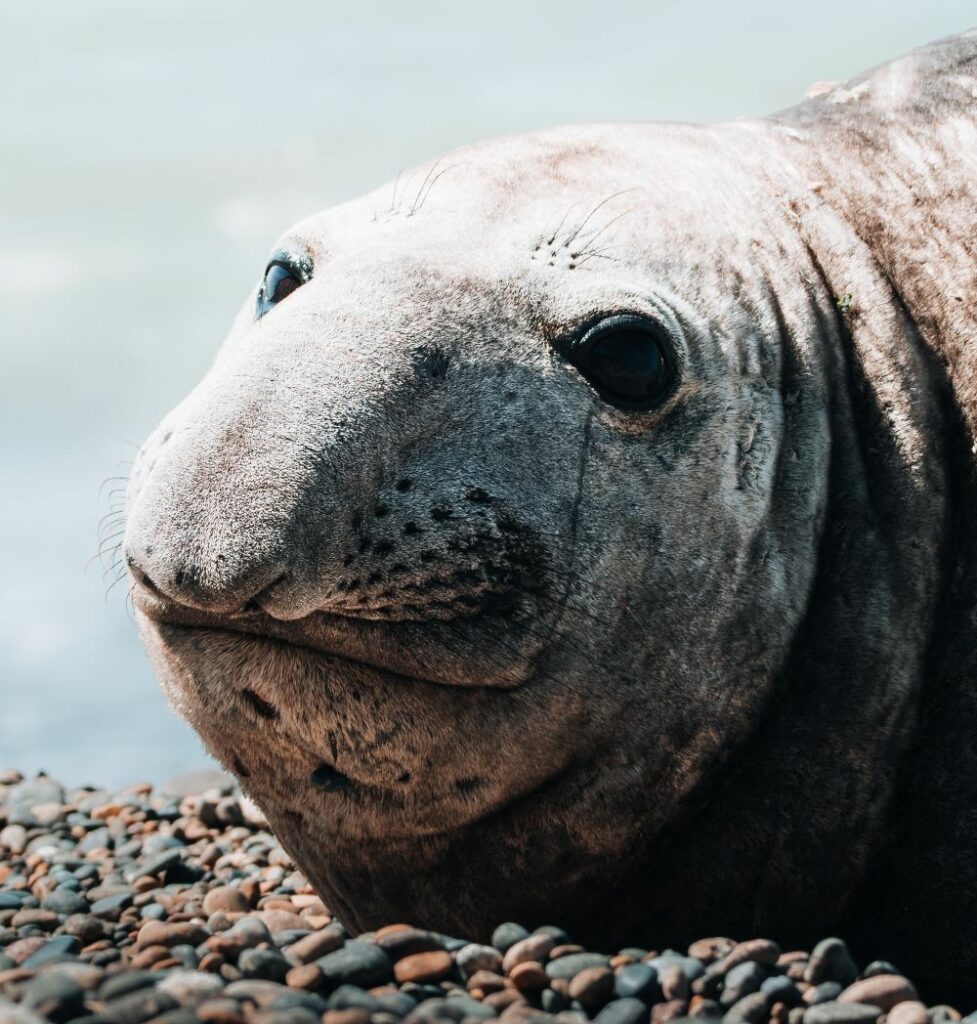 caractéristique éléphant de mer 