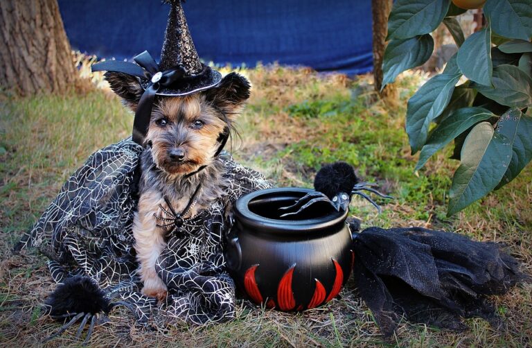 Costume Vampire Pour Chien Ou Chat - Cape Noire Et Rouge Avec Nœud - Taille Ajustable - Pour Halloween, Fête Déguisée - Matière Satin Doux