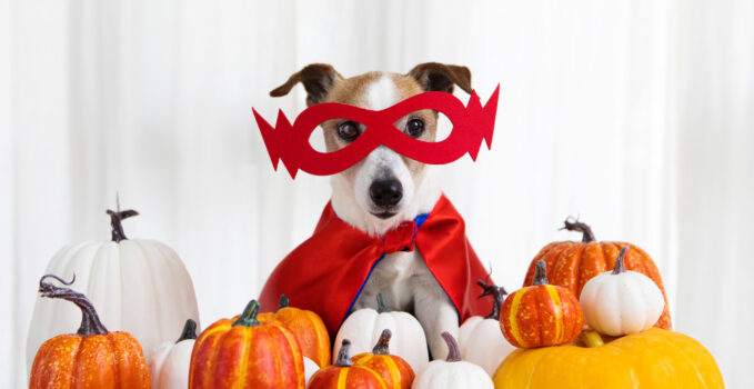 halloween chien