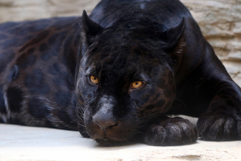 léopard noir