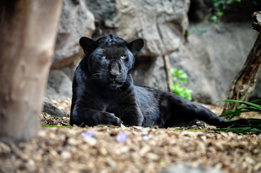 Panth re Noire Tout Savoir Sur Ce Mammif re Carnassier Panth re Noire Tout Savoir Sur Ce Mammif re Carnassier
