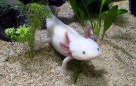 poisson axolotl