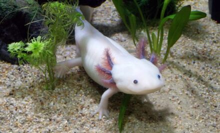 poisson axolotl