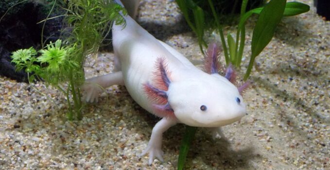 poisson axolotl