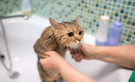 teigne du chat