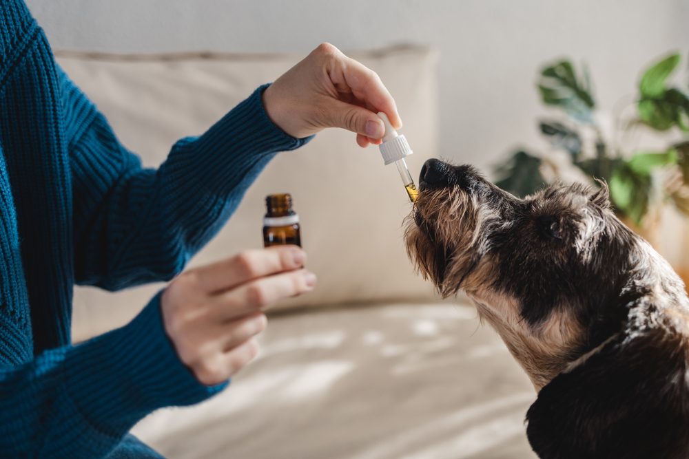 CBD pour chien : bonne ou mauvaise idée ?