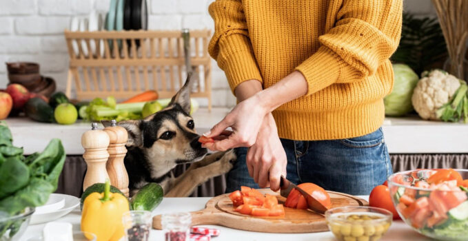 santé chien