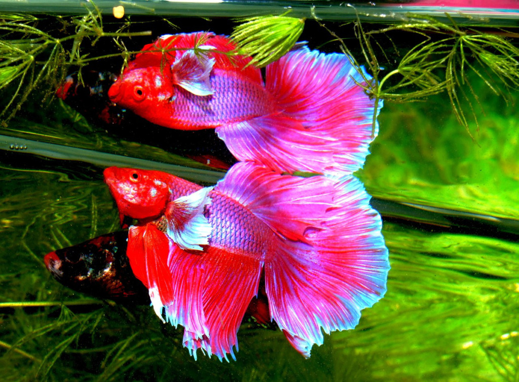 betta splendens