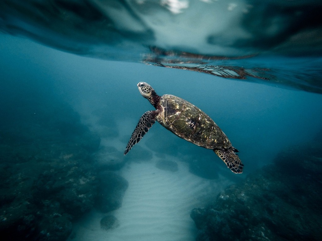 tortue galapagos