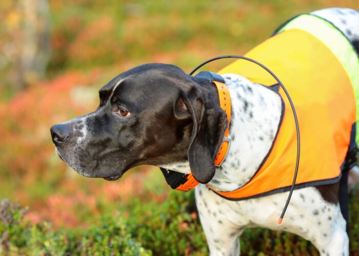 Comment bien choisir un collier GPS pour son chien ? - Nos conseils et  astuces