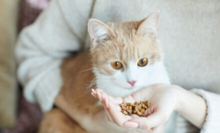 alimentation animaux