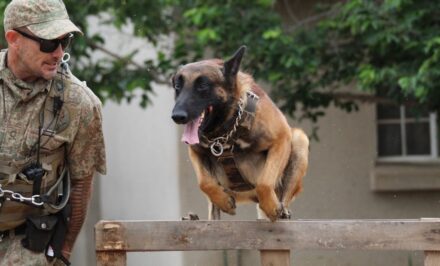 éducation canine